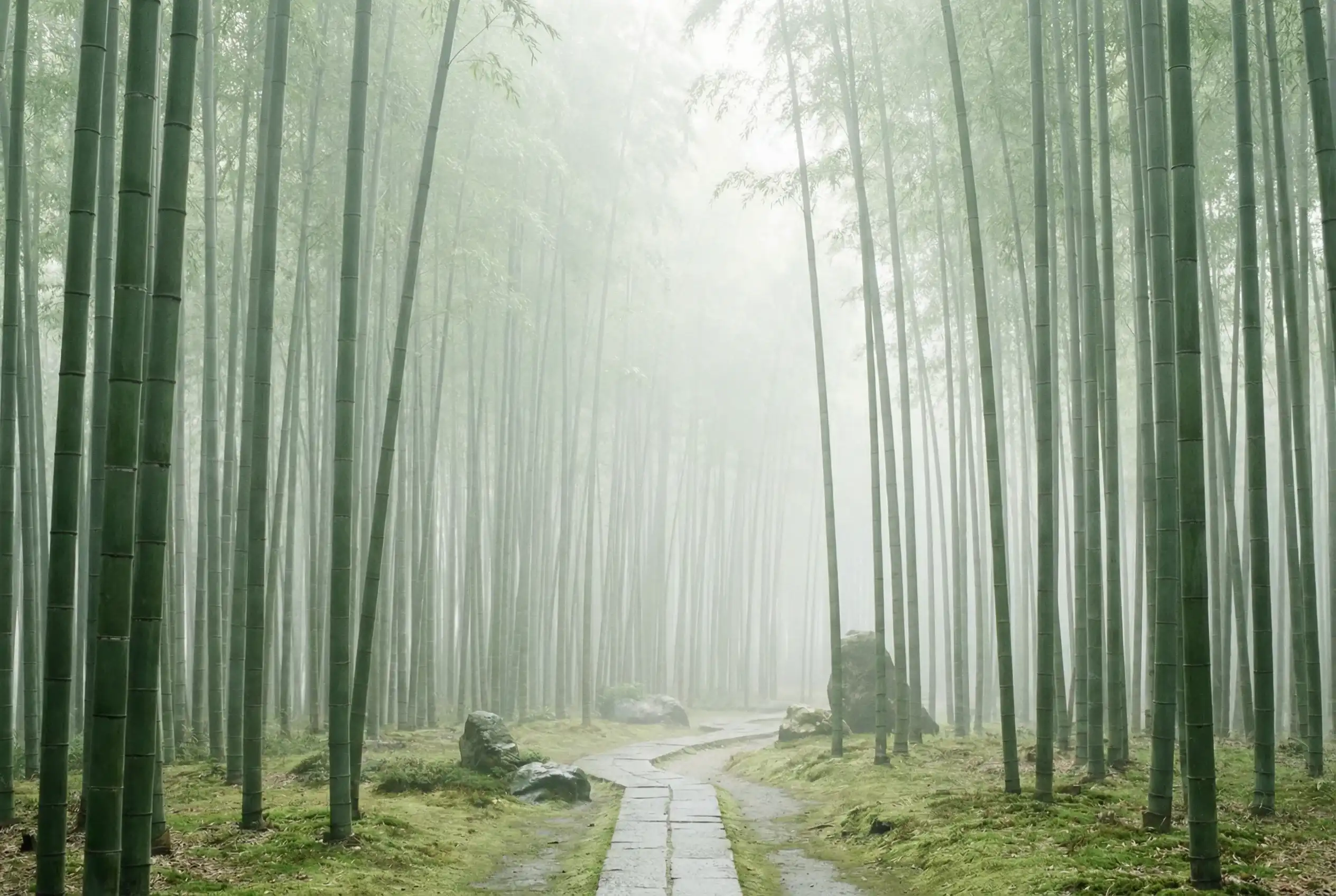 澳门彩票 自然恩赐计划竹林背景