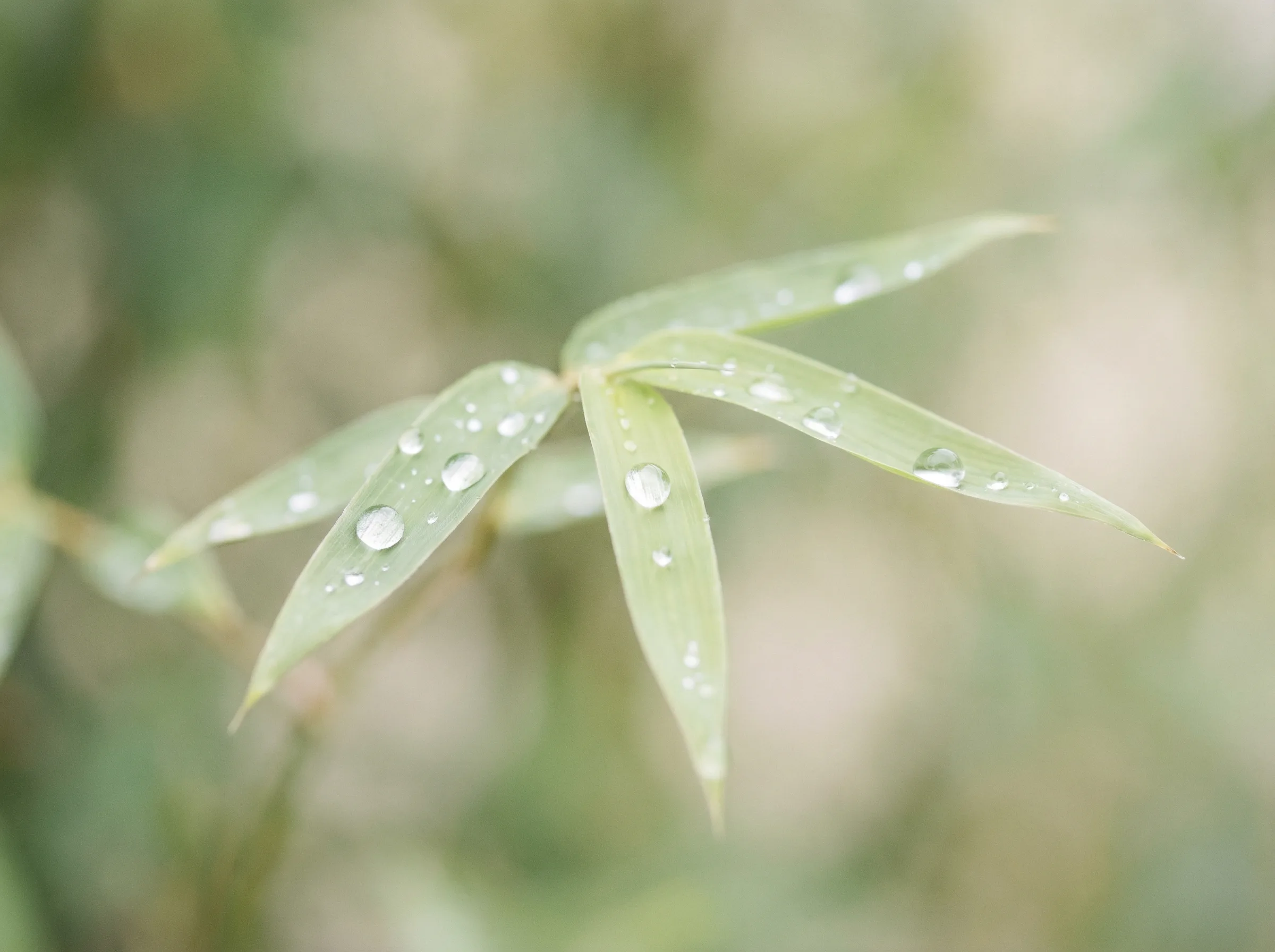 澳门彩票 六大推演沙盘竹叶装饰